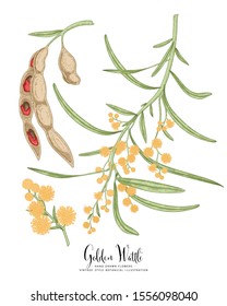 Vintage Botanical Illustration.Golden Wattle (Acacia pycnantha) flower and seed pods drawings. Australia's national flower line art on white backgrounds. floral clip art hand drawn group of isolate