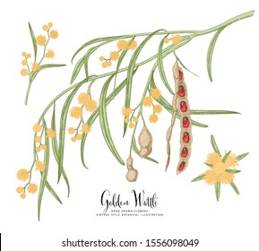 Vintage Botanical Illustration.Golden Wattle (Acacia pycnantha) flower and seed pods drawings. Australia's national flower line art on white backgrounds. floral clip art hand drawn group of isolate