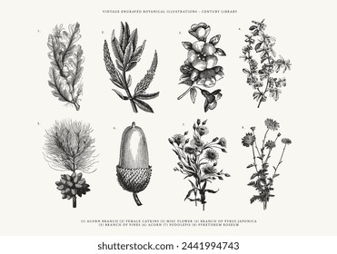 Vintage Botanical Line Art Illustrations; Acorn, Catkins, Pyrus Japonica, Pine Cones, and Roseum