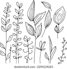 vintage botanical line drawing, botanical illustration line drawing, simple botanical line drawing, simple botanical flower drawings, vector leaf drawings, 