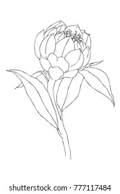 Vintage botanical linear illustration exotic flower. Flower concept. Botanica concept. Vector design.