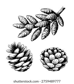 Vintage Botanical of Pine Cones and Pine Needles White Background pinecone nature