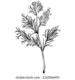 Vintage botanical sketch of fennel isolated on white background. Hand drawn vector illustration. Retro style.