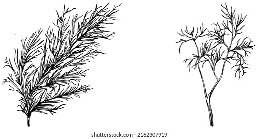 Vintage botanical sketch of fennel isolated on white background. Hand drawn vector illustration. Retro style.