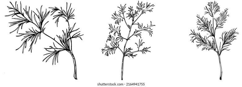 Vintage botanical sketch of fennel isolated on white background. Hand drawn vector illustration. Retro style.