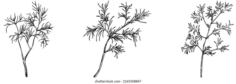 Vintage botanical sketch of fennel isolated on white background. Hand drawn vector illustration. Retro style.