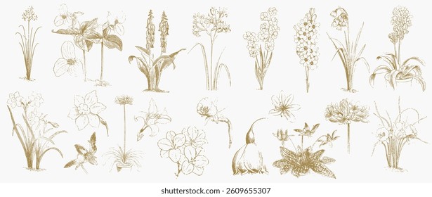 Vintage botanical sketches of flowers, showcasing detailed floral designs. These botanical illustrations highlight diverse flower types and intricate floral art. Nature illustrations, vector set.