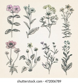 Vintage botany illustration