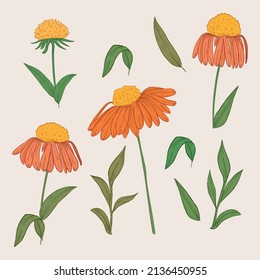 vintage botany orange flower collection set vector