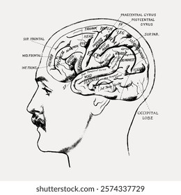 Vintage brain diagram illustration showing labeled brain regions and functions. Detailed brain diagram with annotations. Educational brain diagram art. Vintage art, isolated vector element.