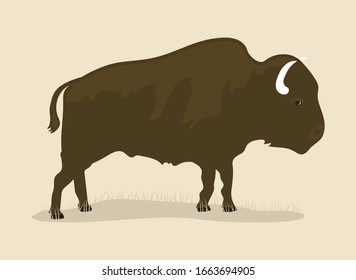 Vintage Buffalo draw, north america animal