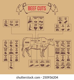 Vintage butcher cuts of beef diagram vector illustration