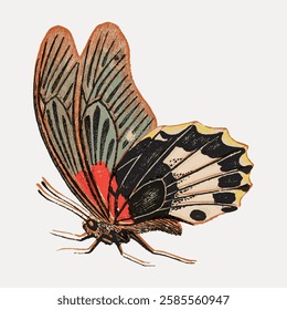 Vintage butterfly illustration with detailed wings. The butterfly's wings are colorful and intricate, showcasing a classic vintage style. Perfect for art lovers. Vintage animal illustration vector.