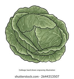 Ilustração de repolho vintage - Clipart vegetal botânico desenhado à mão
