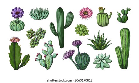 Vintage cactus drawing. Desert floral clipart engraving artwork. Nature plant with thorns and blossom. Spiky flora greenery. Houseplant mockup. Botanical elements. Vector succulent set