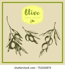 Vintage card image of olive branches. Vector hand drawn sketch isolated illustrations.