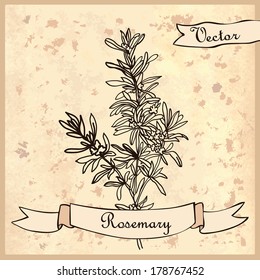 Vintage card with rosemary. Illustration for greeting cards and other printing and web projects.