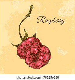 Vintage card. Two raspberries with stems. Engraving style. Vector illustration.