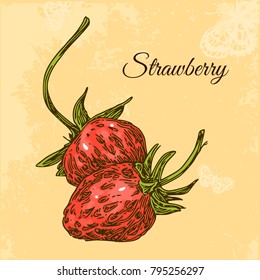 Vintage card. Two strawberries with stems. Engraving style. Vector illustration.
