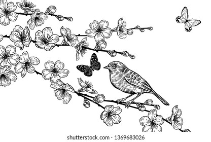 Vintage card. Vector illustration of spring nature. Floral background. Branches of a Japanese cherry tree, bird and butterflies. Black and white.