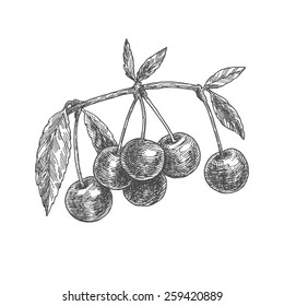 Vintage cherry, berry sprig