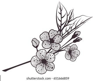 Vintage cherry with leaves and flowers prints. Old illustration with blooming flowers and leaves pattern. Coloring for adults-stress