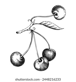 Vintage cherry tree branch sketch. Hand-drawn vector illustration. Summer berry fruit and leaves drawing. Botanical design elements. NOT AI generated