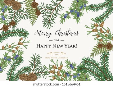 Vintage Christmas card. Hand drawn branches of juniper, pine, cypress and fir. Vector illustration. Colorful engraving style.