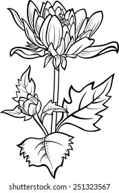 Vintage chrysanthemum, isolated on white. Vector tattoo illustration