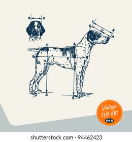 Vintage Clip Art - English Pointer Dog - Vector EPS10.