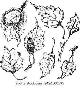 Vintage close-up drawing of a birch tree on a white background for print design. Realistic sketch drawn by hand.