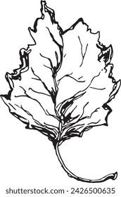 Vintage close-up drawing of a birch tree on a white background for print design. Realistic sketch drawn by hand.