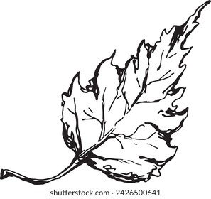 Vintage close-up drawing of a birch tree on a white background for print design. Realistic sketch drawn by hand.