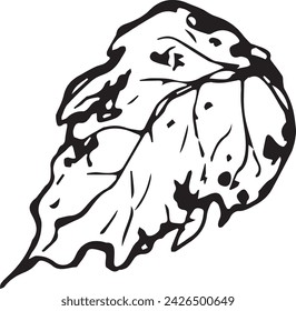 Vintage close-up drawing of a birch tree on a white background for print design. Realistic sketch drawn by hand.