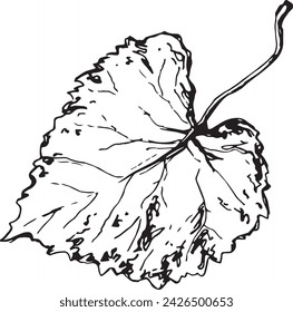 Vintage close-up drawing of a birch tree on a white background for print design. Realistic sketch drawn by hand.