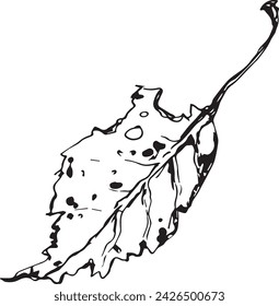 Primer plano vintage de un árbol de abedul sobre un fondo blanco para el diseño de impresión. Esbozo realista dibujado a mano.