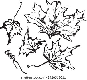 Vintage close-up drawing of a maple tree on a white background for print design. Hand drawn black illustration.