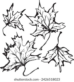 Primer plano vintage de un árbol de arce sobre un fondo blanco para el diseño de impresión. Dibujado a mano ilustración negra.
