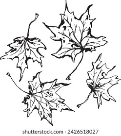 Vintage close-up drawing of a maple tree on a white background for print design. Hand drawn black illustration.