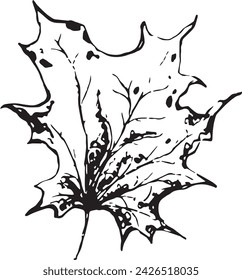 Vintage close-up drawing of a maple tree on a white background for print design. Hand drawn black illustration.