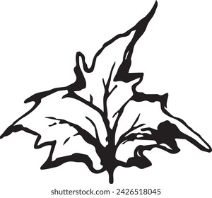Vintage close-up drawing of a maple tree on a white background for print design. Hand drawn black illustration.