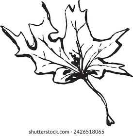 Vintage close-up drawing of a maple tree on a white background for print design. Hand drawn black illustration.