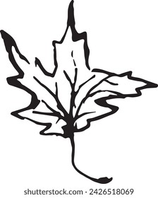 Vintage close-up drawing of a maple tree on a white background for print design. Hand drawn black illustration.
