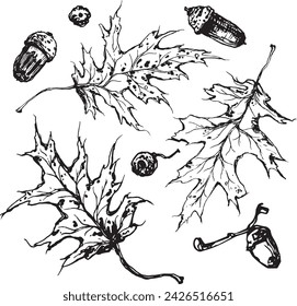 Vintage close-up drawing of a oak tree on a white background for print design. Realistic sketch drawn by hand.