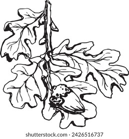 Vintage close-up drawing of a oak tree on a white background for print design. Realistic sketch drawn by hand.