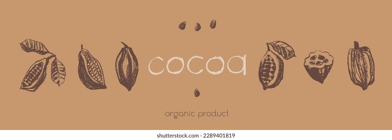 Vintage Cocoa bean emblem. Hand drawn sketch vector Cacao beans icon. Old fashioned illustrations of Cocoa beans isolated. Bean to Bar cacao. Organic product doodle. Label chocolate. Retro style badge