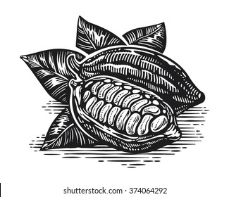 Vintage cocoa bean and pod engraving vector illustration