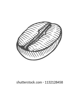 Vintage coffee bean engraving vector illustration. Isolated on white background