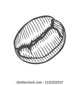 Vintage coffee bean engraving vector illustration. Isolated on white background