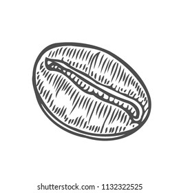 Vintage coffee bean engraving vector illustration. Isolated on white background